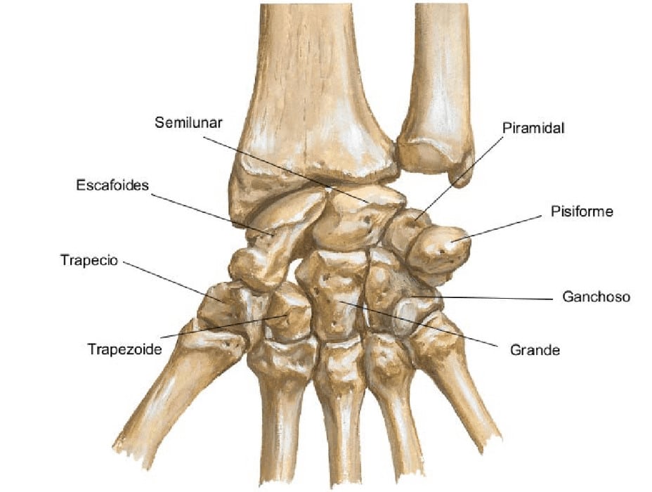 Anatomia de la muñeca